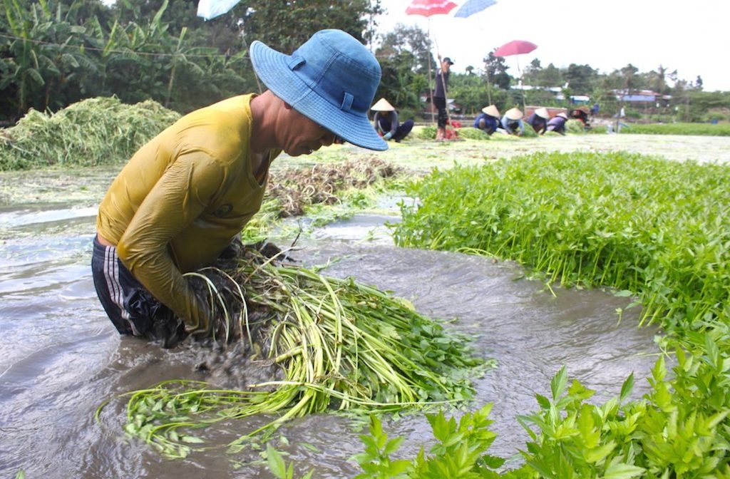 HTX rau cần Phương Nam giúp đầu ra rau cần nước ở xã Gia Kiệm được ổn định hơn.
