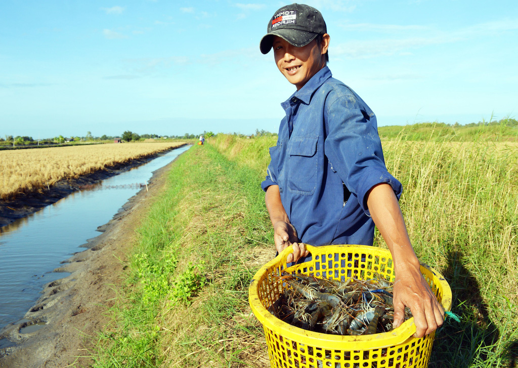 Nhờ tham gia tập huấn giúp nông dân huyện Phước Long hưởng lợi với mô hình lúa - tôm.