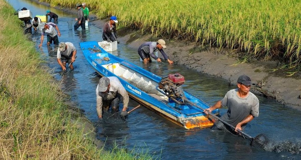 Liên kết chuyển giao kỹ thuật giữa HTX với doanh nghiệp giúp mô hình lúa - tôm ở Phước Long phát triển tốt.