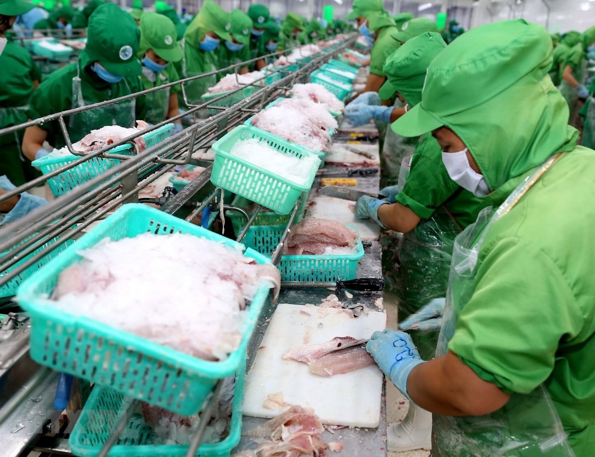 Doanh nghiệp xuất khẩu cá tra nên bình tĩnh, không hạ giá (Ảnh: Int)