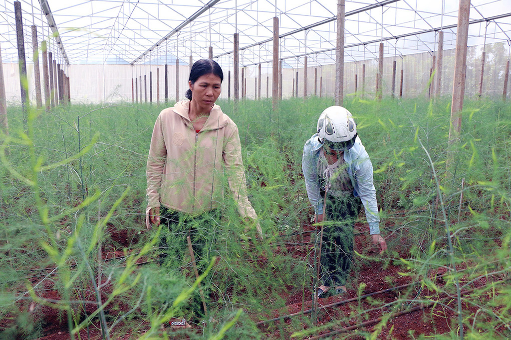 Nhờ tham gia tập huấn giúp người dân xã Chà Là trồng măng tây theo hướng hiện đại.