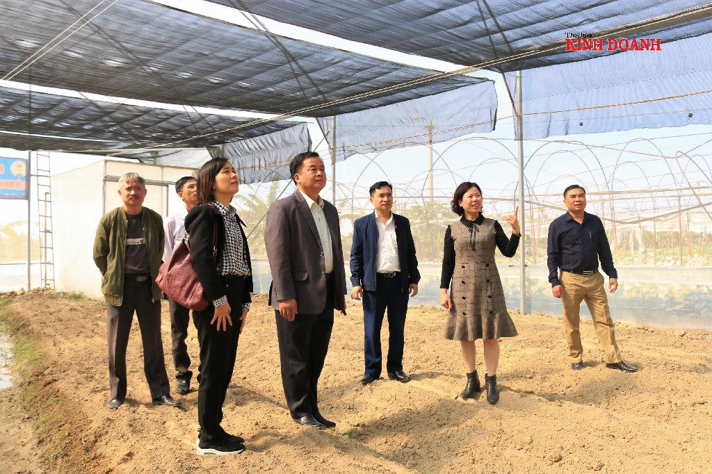 Đoàn công tác tham quan nhà lưới - hàng mục nằm trong dự án chuỗi giá trị.