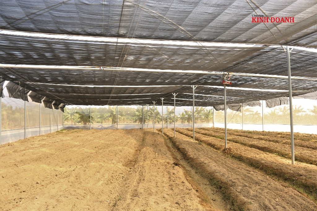 HTX đang làm đất, chuẩn bị trồng dưa lưới và rau.