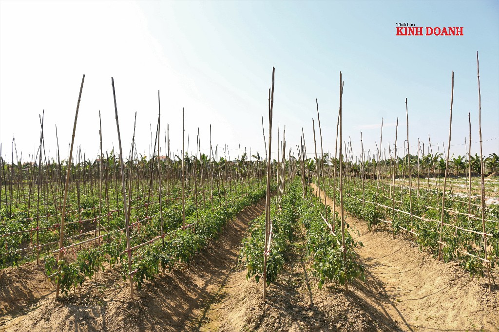 Mỗi ngày HTX thu hoạch trung bình 1,5-2 tấn rau, củ.