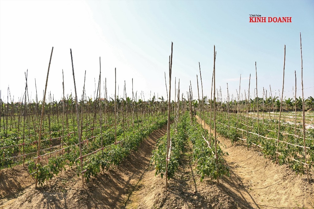 Mỗi ngày HTX thu hoạch trung bình 1,5-2 tấn rau, củ.