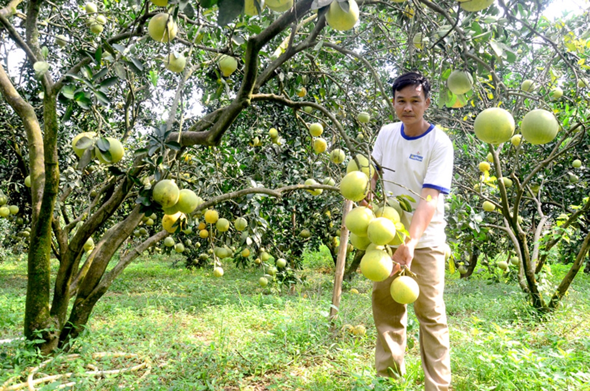 Bưởi là sản phẩm thế mạnh, nằm trong chương trình OCOP của huyện Yên Sơn.