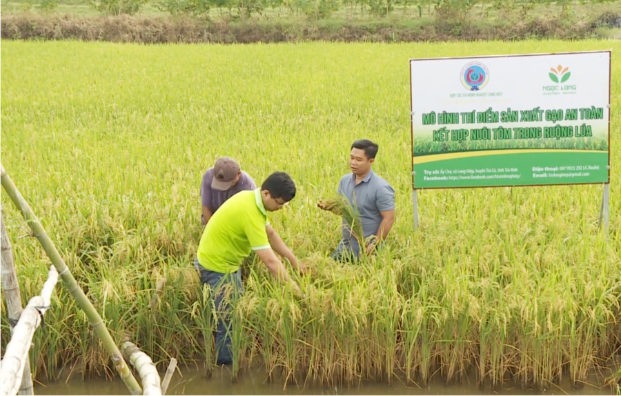 HTX đang duy trì sản xuất ổn định, mở hướng làm giàu cho thành viên (Ảnh TL).