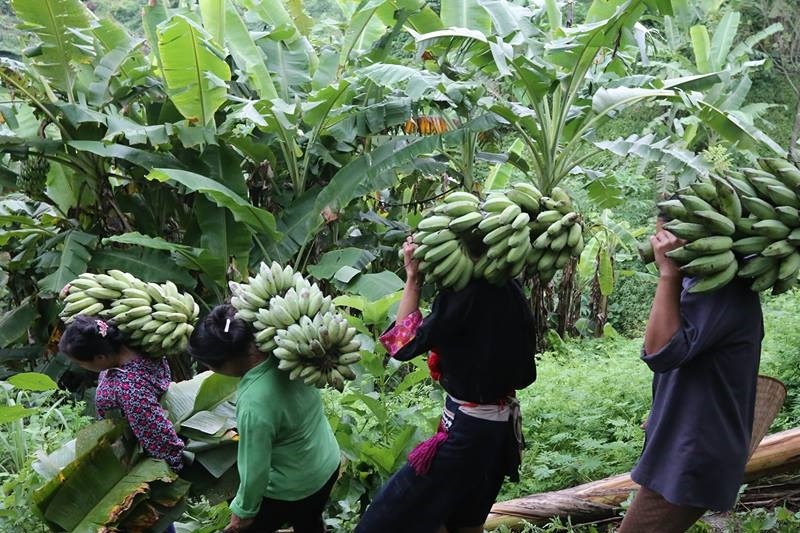 Người dân xã Thanh Vận thu hoạch chuối.