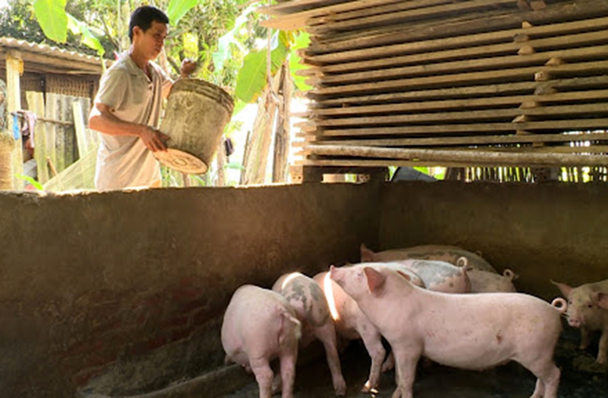 Các mô hình chăn nuôi sẽ tiếp tục được định hướng phát triển theo hướng liên kết nhằm nâng cao hiệu quả (ẢnhTL).