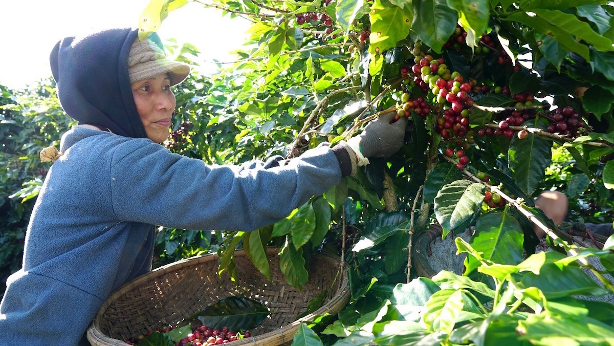 Giá cà phê ngày 4/12 tăng nhẹ trở lại sau nhiều phiên giảm.