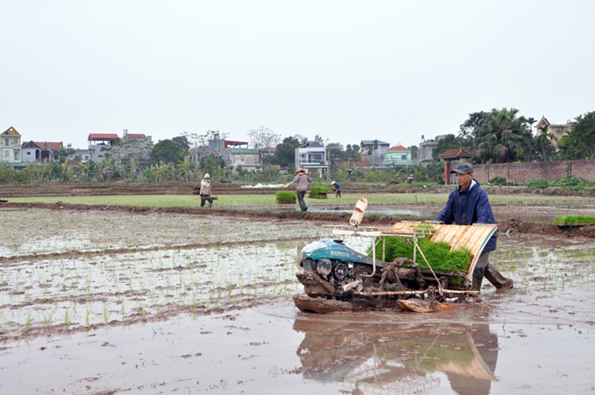 Các HTX có vai trò quan trọng trong xây dựng nông thôn mới ở Bình Xuyên.