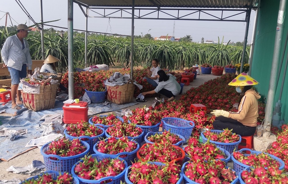 Trong 10 tháng năm 2020, xuất khẩu quả thanh long đạt 961,4 triệu USD, giảm 10,8% so với cùng kỳ năm 2019.