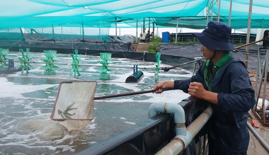 Người nuôi tôm ở xã Bình Khánh ngày càng ứng dụng kỹ thuật tiên tiến.