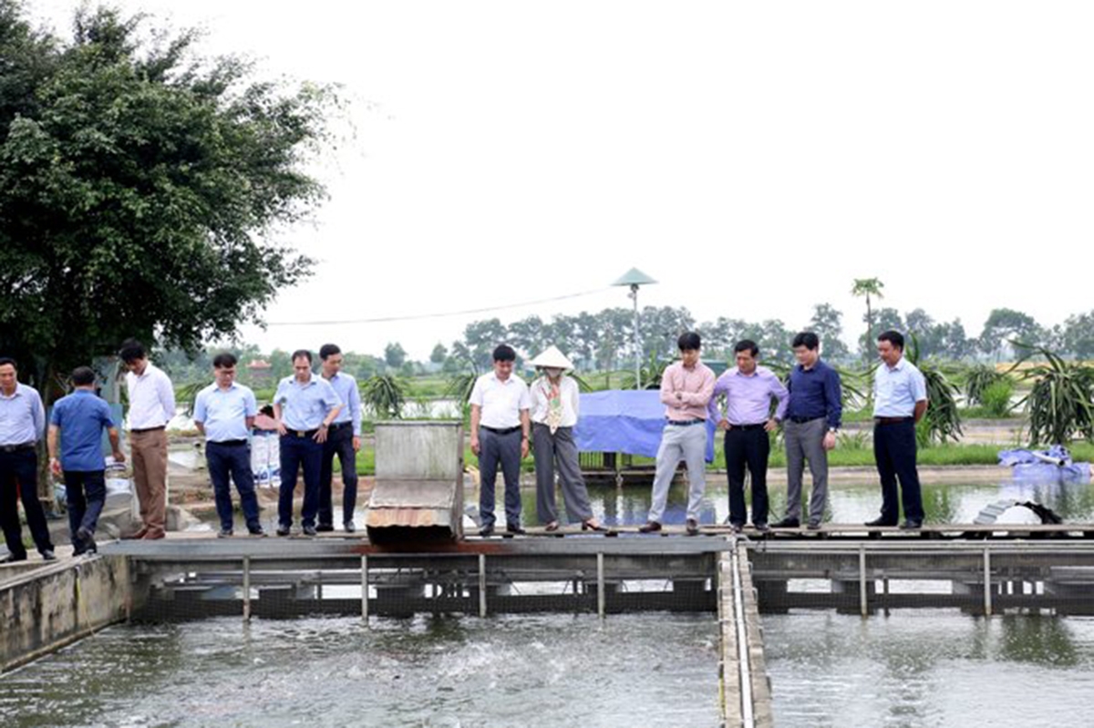 Các mô hình nông nghiệp công nghệ cao phát triển mạnh ở Gia Lộc.