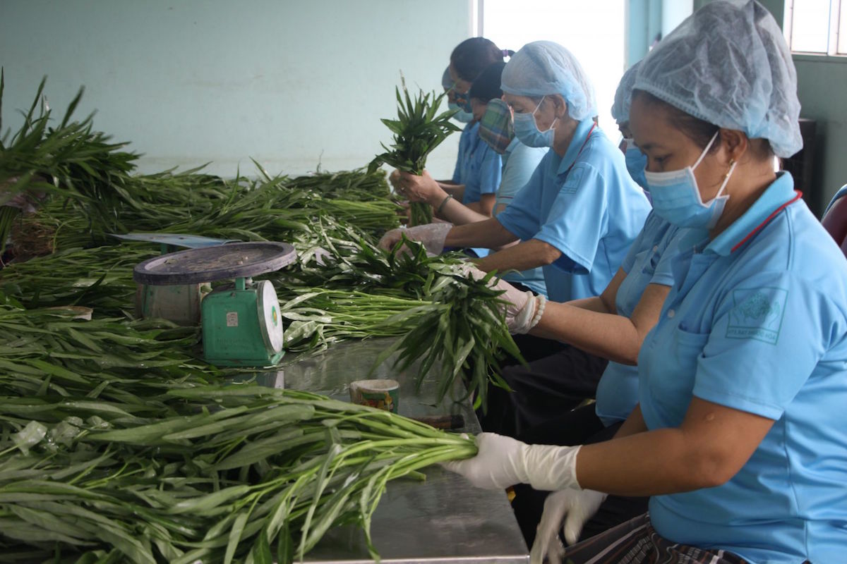 Chính sách hỗ trợ chưa đến được với nhiều HTX.