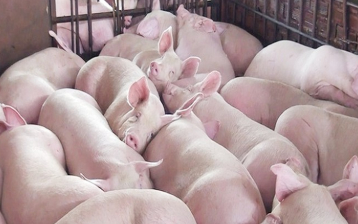 Giá lợn hơi ngày 10/12 cao nhất là 71.000 đồng/kg.