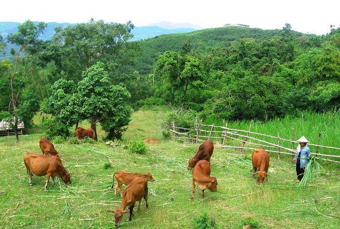 Chăn nuôi bò và phát triển lâm nghiệp là một trong những định hướng phát triển kinh tế của Nậm Giôn trong thời gian tới.