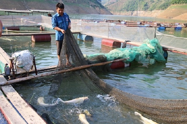 Nuôi cá lồng là hướng đi hiệu quả trong phát triển kinh tế của người dân Nậm Giôn.