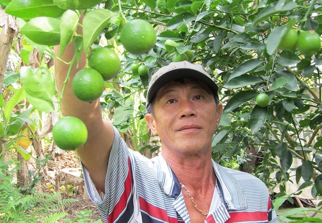 Trồng chanh năng suất cao ở xã Tam Lập mang lại thu nhập tốt cho nông dân địa phương.