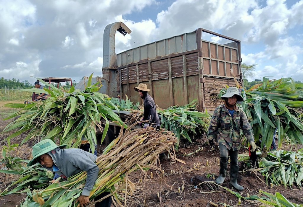 Các hộ nông dân trồng bắp cây nâng cao thu nhập nhờ liên kết với HTX Đông Tây.