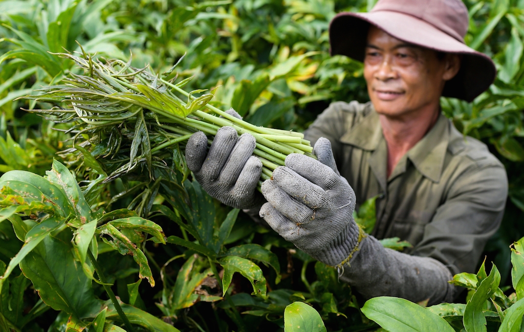 Rau móp đang trở thành nguồn thu chính, xóa đói giảm nghèo ở xã Trung An.