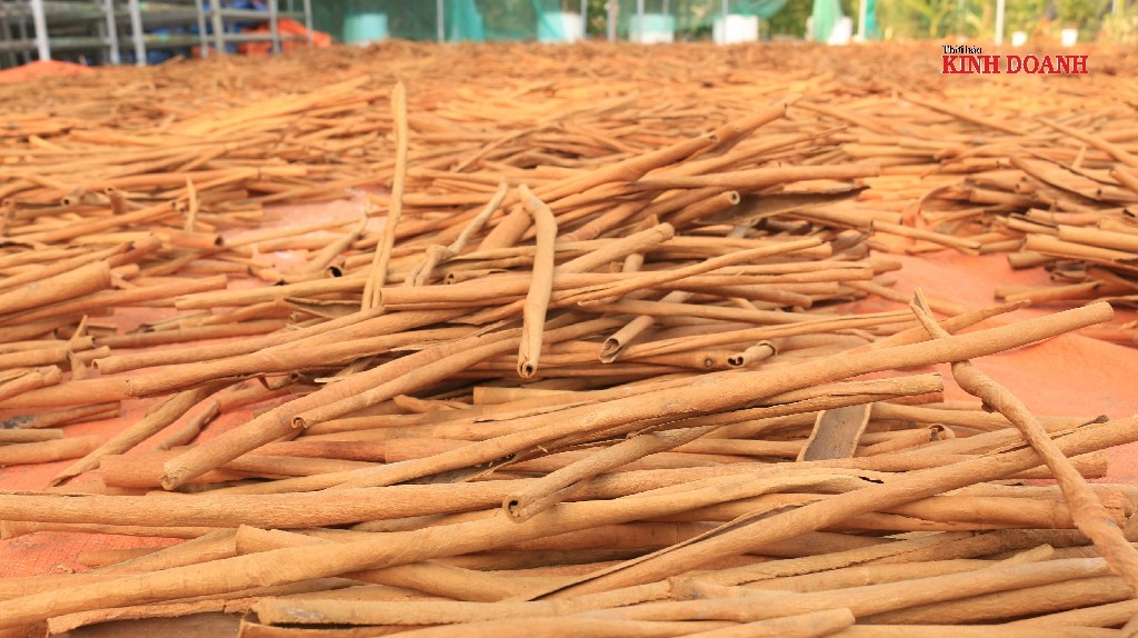 Sản phẩm quế ống tăm đang được thị trường đánh giá cao về chất lượng.