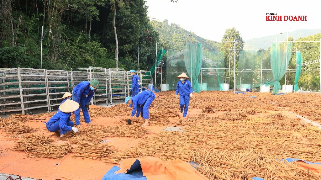 HTX tạo sinh kế bền vững cho công nhân và hộ liên kết.