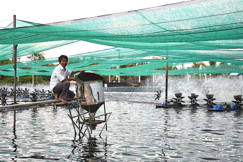 Nuôi tôm công nghệ cao ở vùng nước lợ xã Phước An.