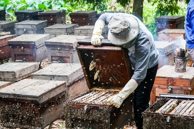 Phát triển nghề nuôi ong theo mô hình THT giúp thúc đẩy kinh tế, hỗ trợ xây dựng nông thôn mới.