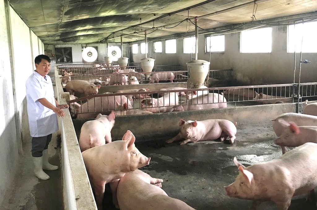 HTX chăn nuôi heo an toàn Tiên Phong bền bỉ với quy trình chăn nuôi heo công nghiệp sạch.