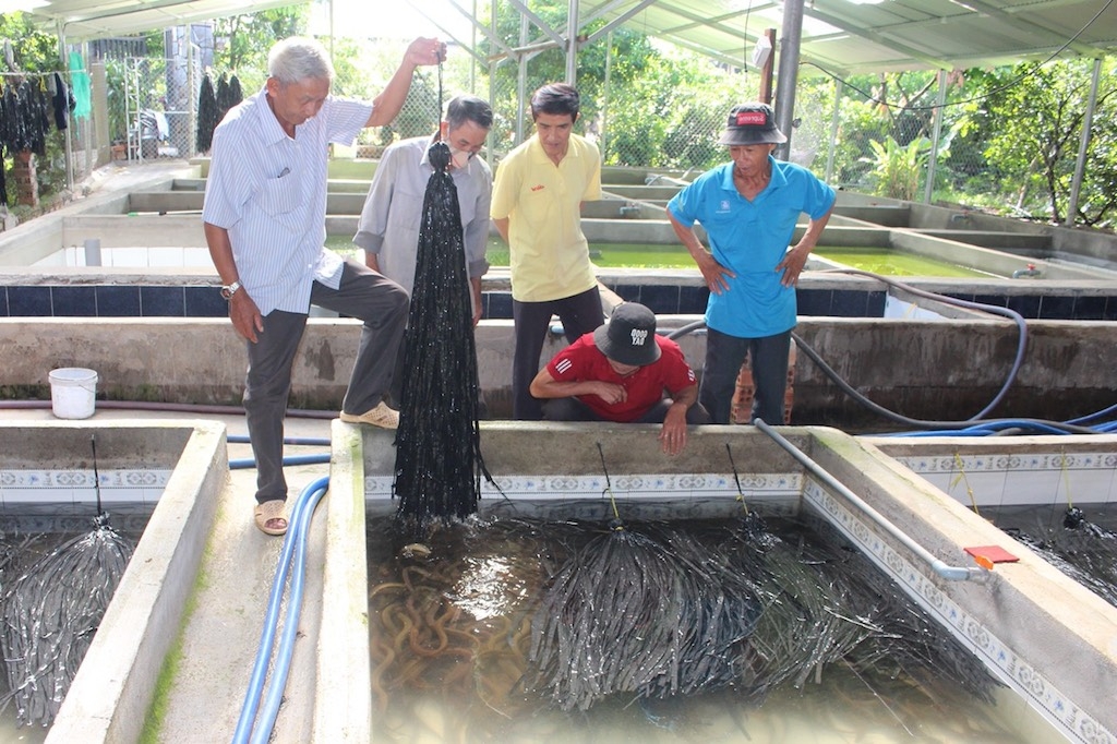 Nuôi lươn không bùn trong bể xi măng mang lại thu nhập cao cho nông dân xã An Phú.