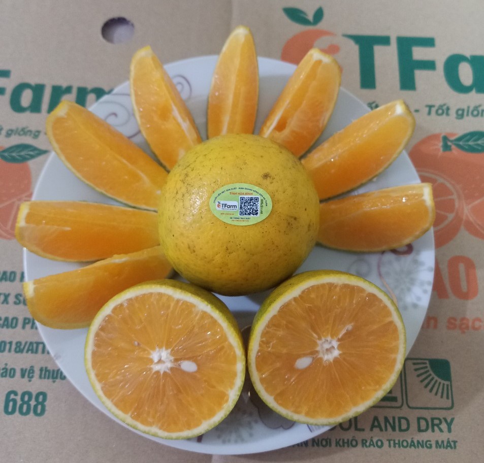 Được trồng theo hướng an toàn, cam Cao Phong có hình thức đẹp, vị ngọt đậm, ít hạt.