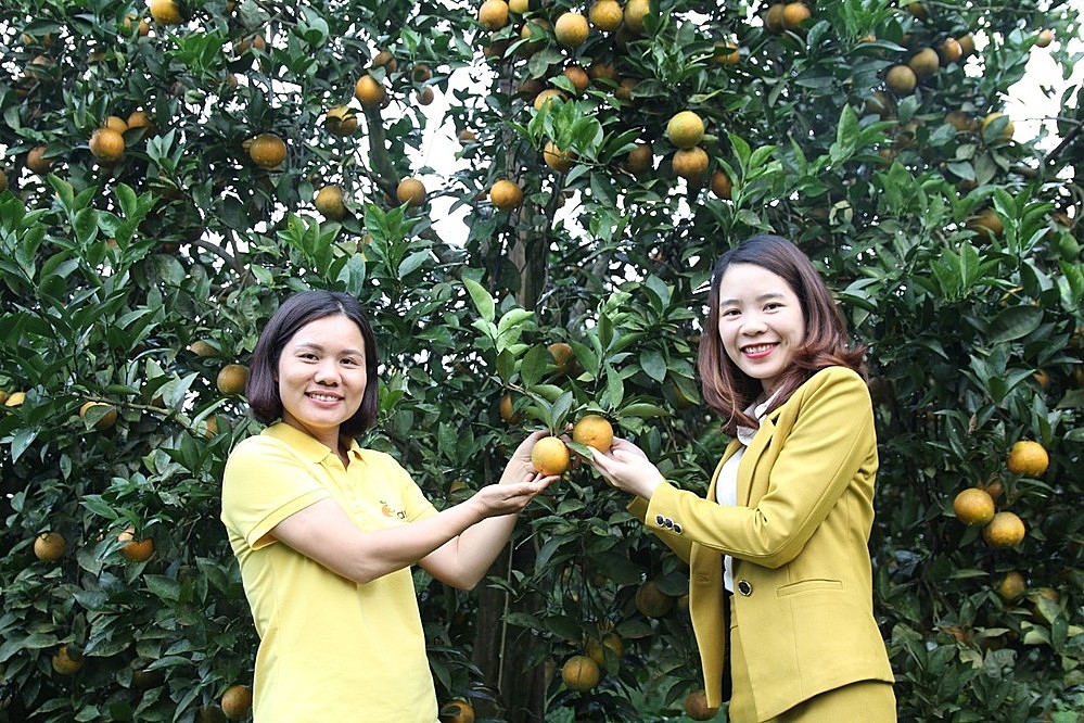 Chị Vũ Thị Lệ Thủy - Giám đốc HTX 3T Farm (bên trái) là người tiên phong trong việc trồng cam theo hướng hữu cơ.