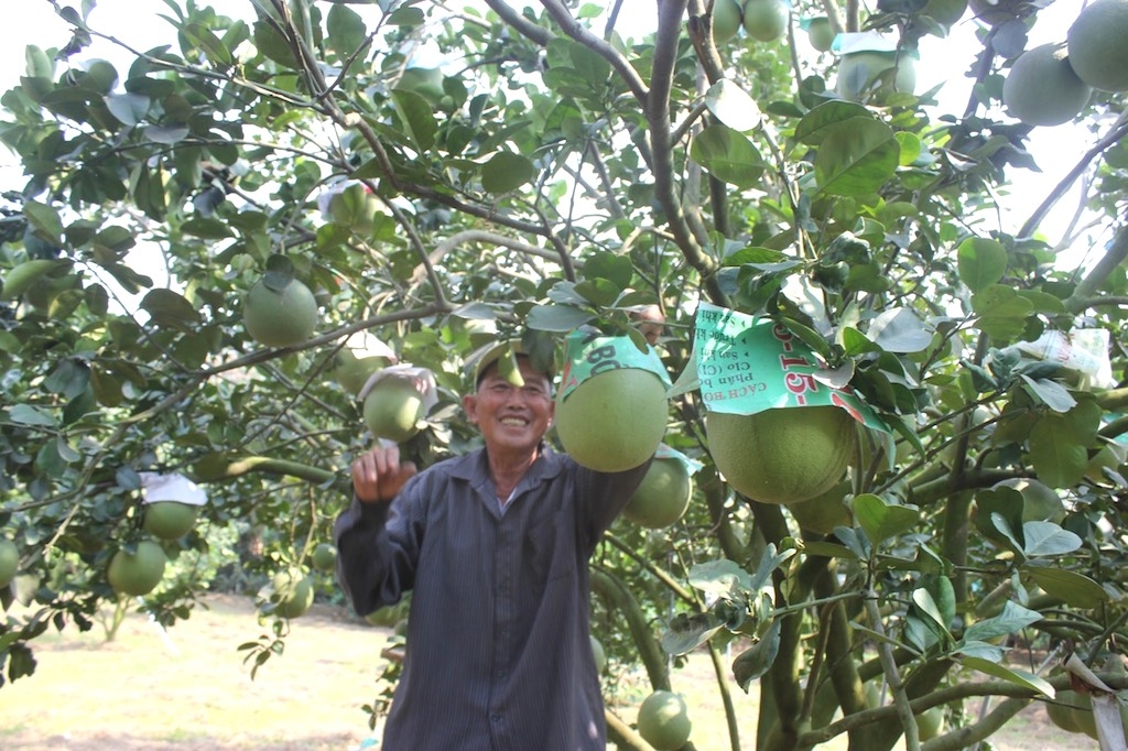 Trồng bưởi da xanh VietGAP mang lại tiền tỷ cho nông dân xã Bàu Hàm.