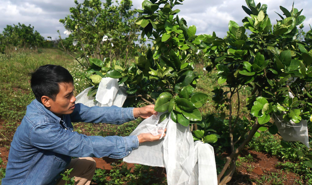 Nông dân xã Bàu Hàm chú trọng các kỹ thuật trồng bưởi theo quy trình VietGAP.