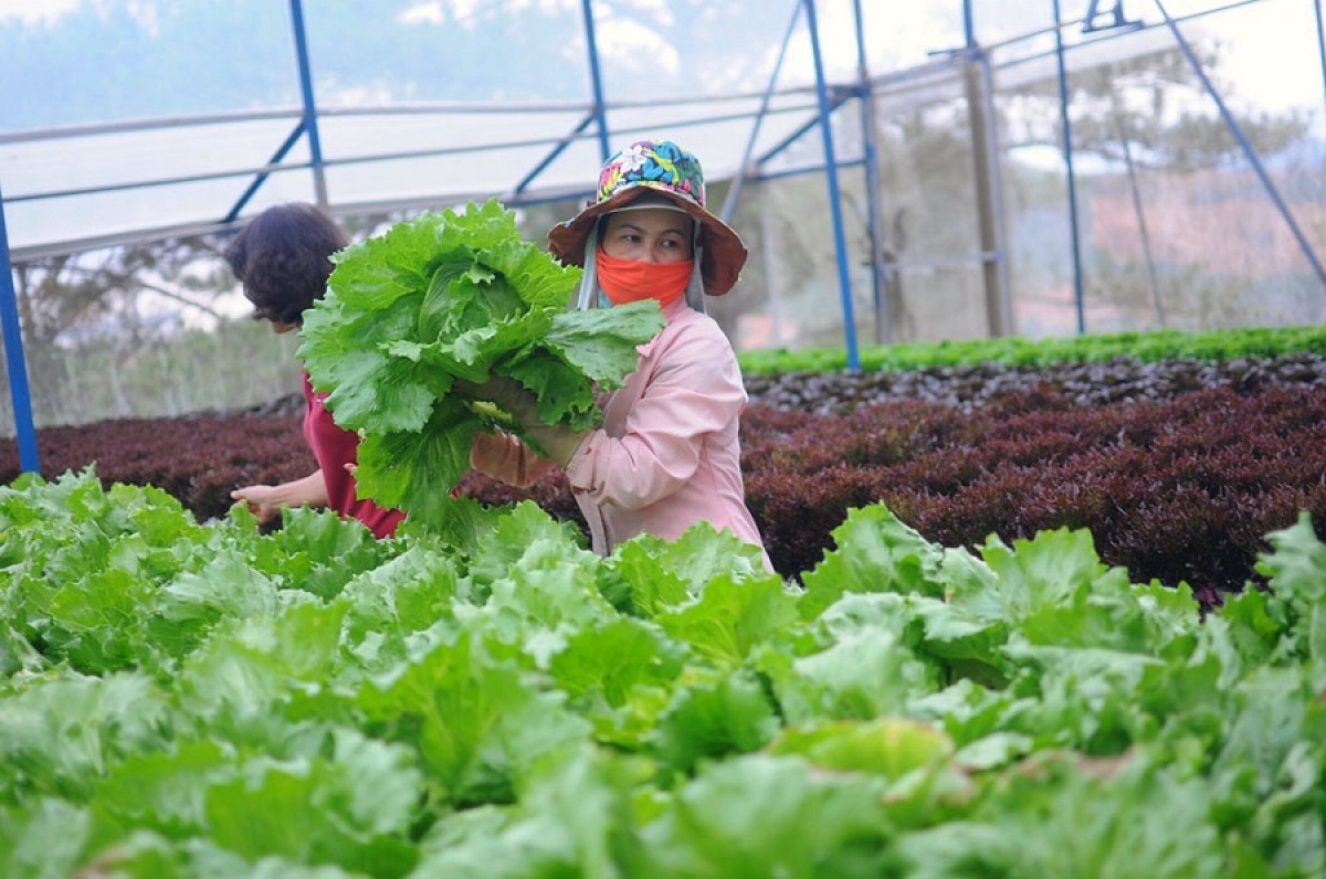 Đẩy mạnh liên kết trong phát triển sản xuất nông nghiệp.