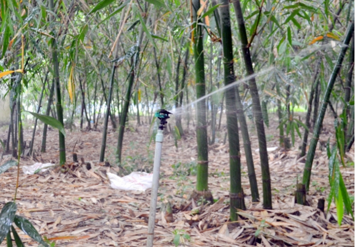 HTX Thành Tâm đang áp dụng công nghệ tưới tự động, giúp tăng hiệu quả, tiết kiệm nước.