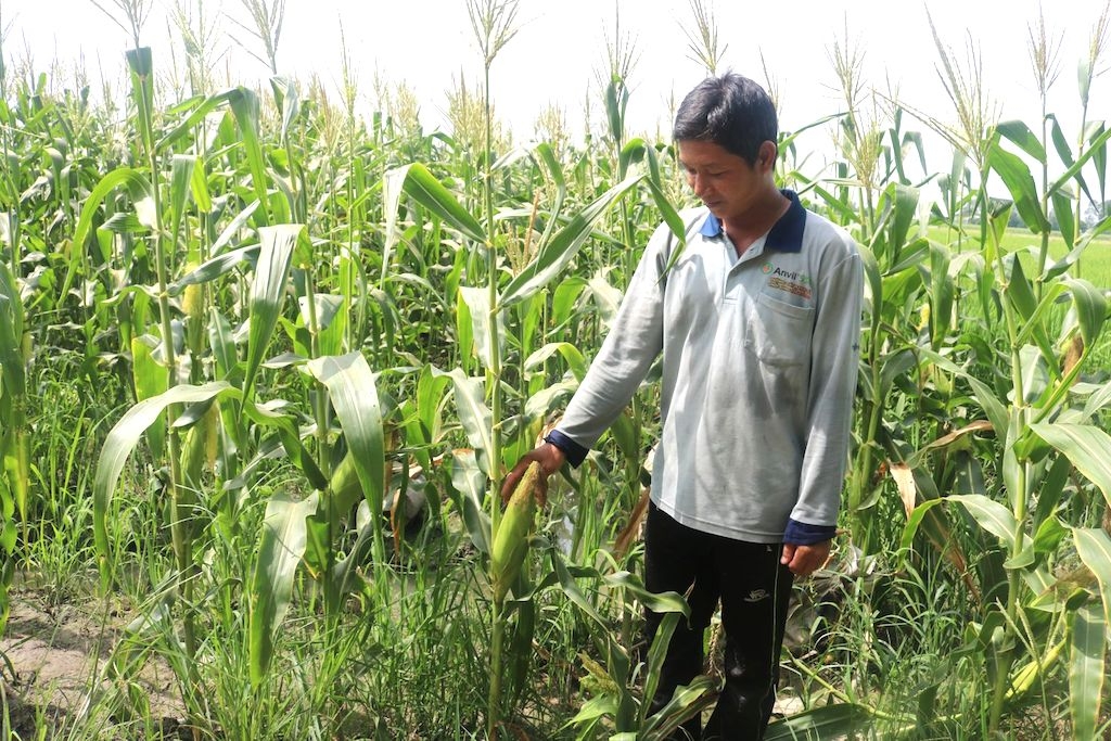 Người trồng bắp ở xã Thái Mỹ nâng cao thu nhập nhờ tham gia vào các tổ hợp tác.