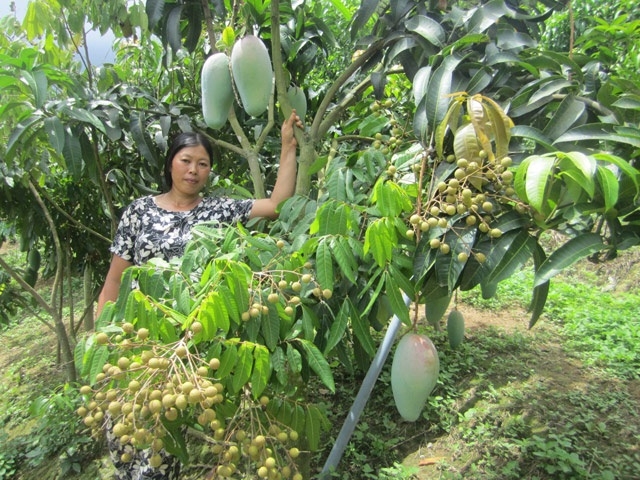 Trồng cây ăn quả mang lại giá trị kinh tế thiết thực cho người dân.