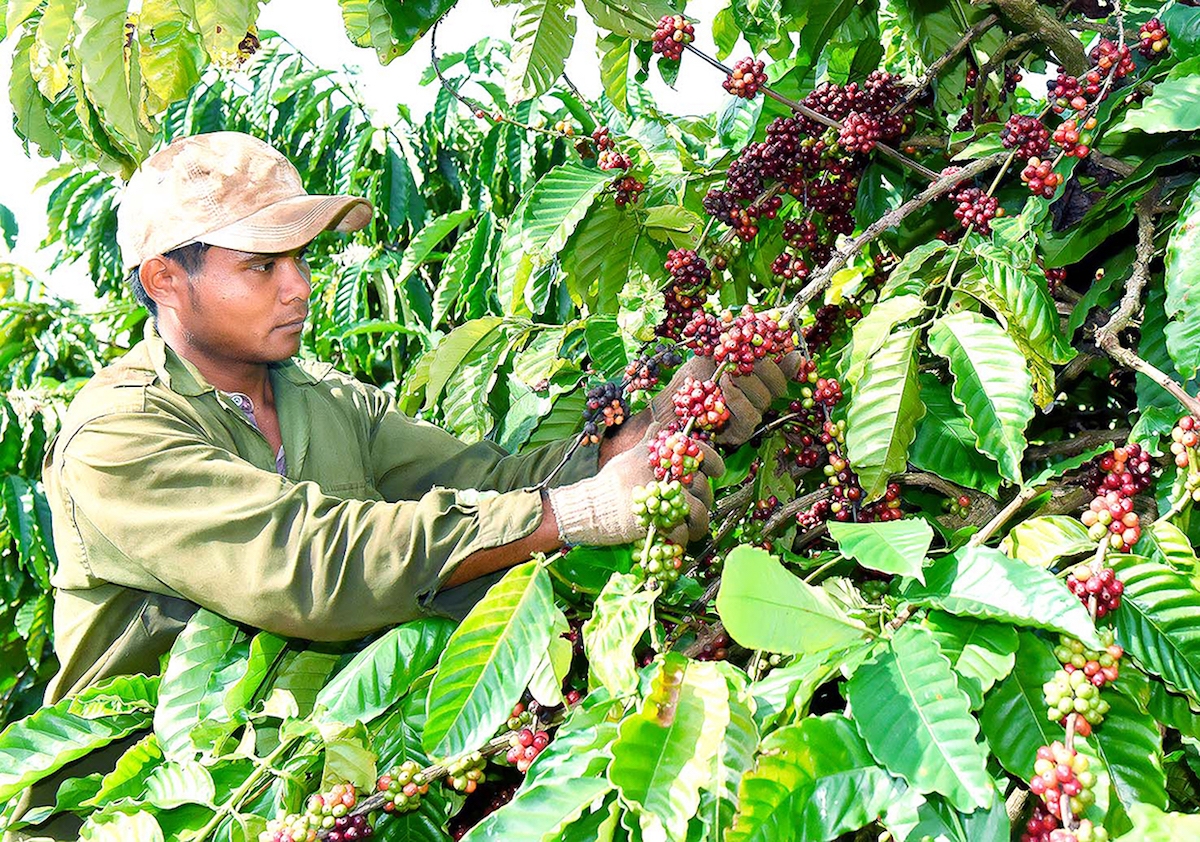 Giá cà phê ngày 25/12 tăng 200 - 300 đồng/kg.