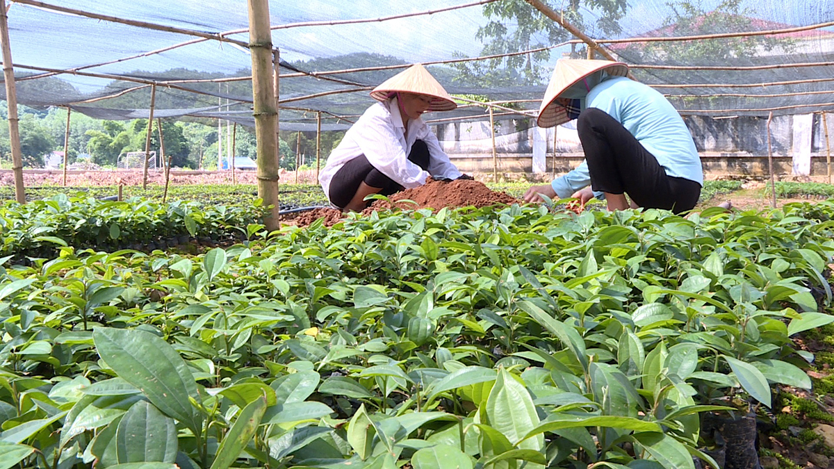 Các HTX đang chú trọng đào tạo nghề lâm nghiệp cho thành viên để phát huy thế mạnh tại địa phương.
