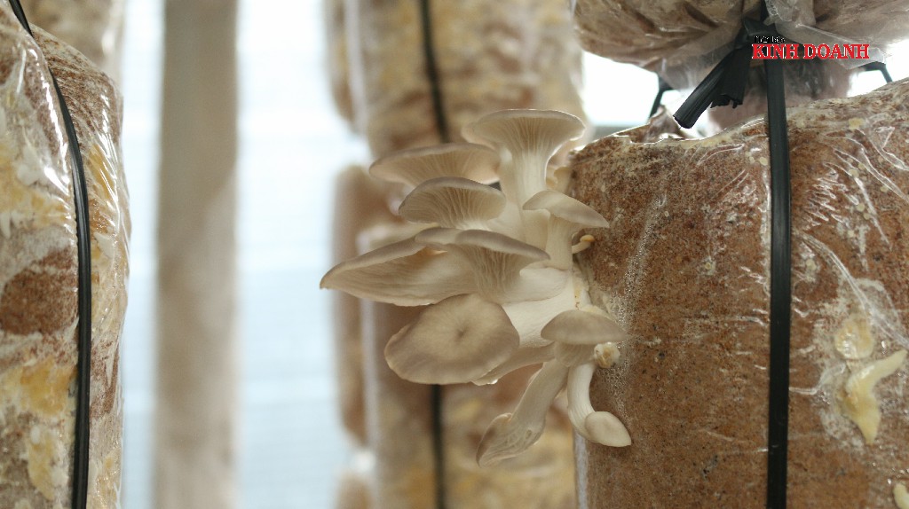 Mỗi năm HTX sản xuất được khoảng 70 tấn nấm tươi các loại.