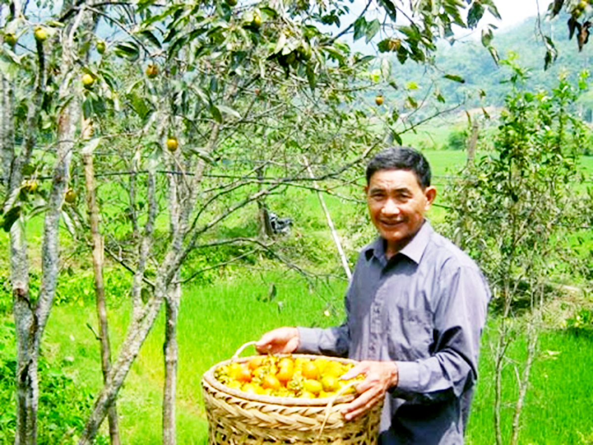 Hồng không hạt là một trong những sản phẩm thế mạnh của huyện Chợ Đồn.