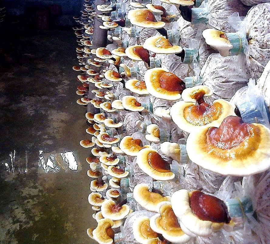 Nấm linh chi cho giá trị kinh tế cao, khoảng 400.000 - 600.000 đồng/kg