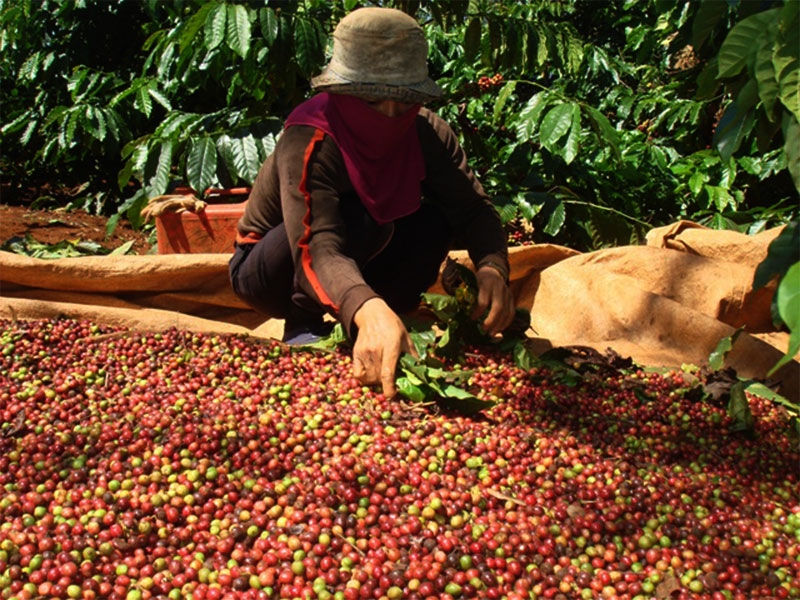 Thị trường cà phê trong nước hôm nay 29/12 vẫn ổn định, tuy nhiên giá cà phê arabica kỳ hạn lại giảm đồng loạt trên sàn thế giới.