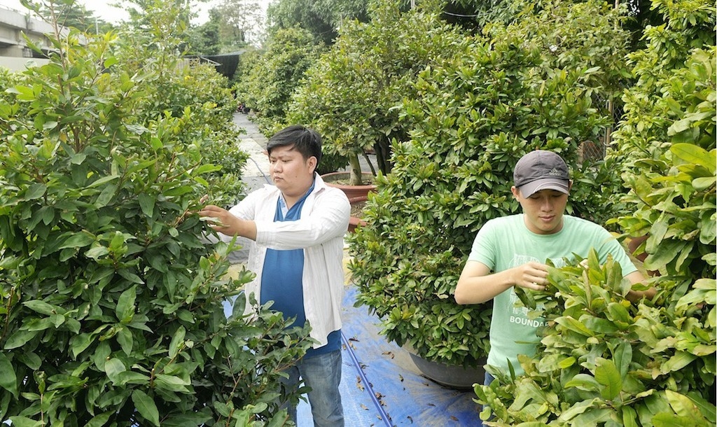 Tổ hợp tác Làng mai xã An Tây đang hướng đến việc mở rộng diện tích trồng mai.