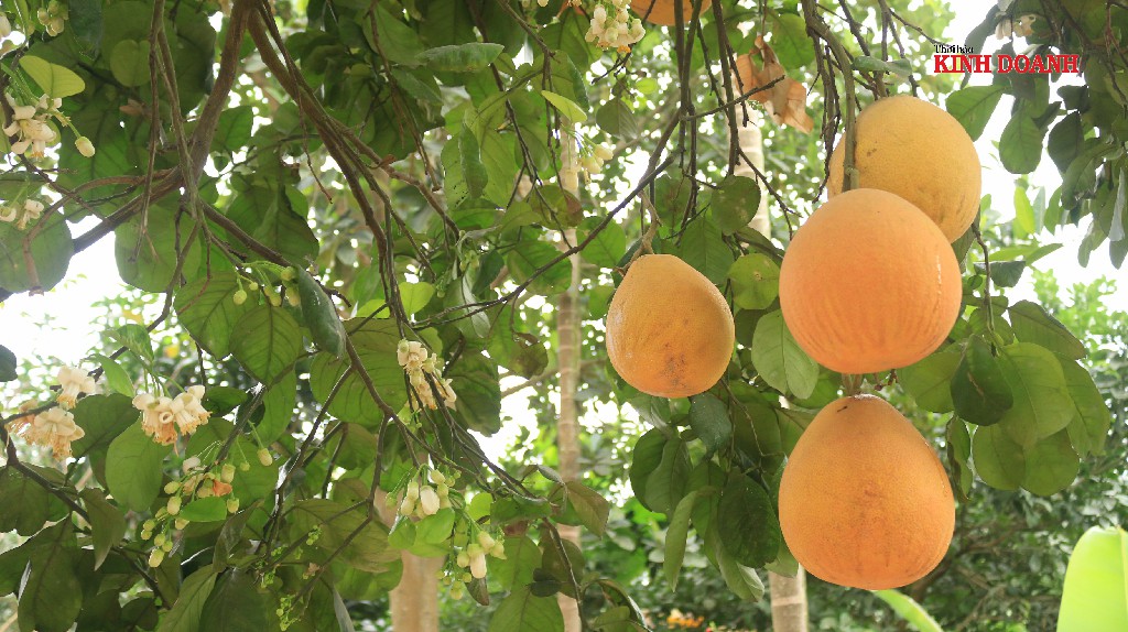 Cuối tháng 8, bưởi chuyển dần từ màu vàng tươi sang hồng nhạt rồi đỏ rực.