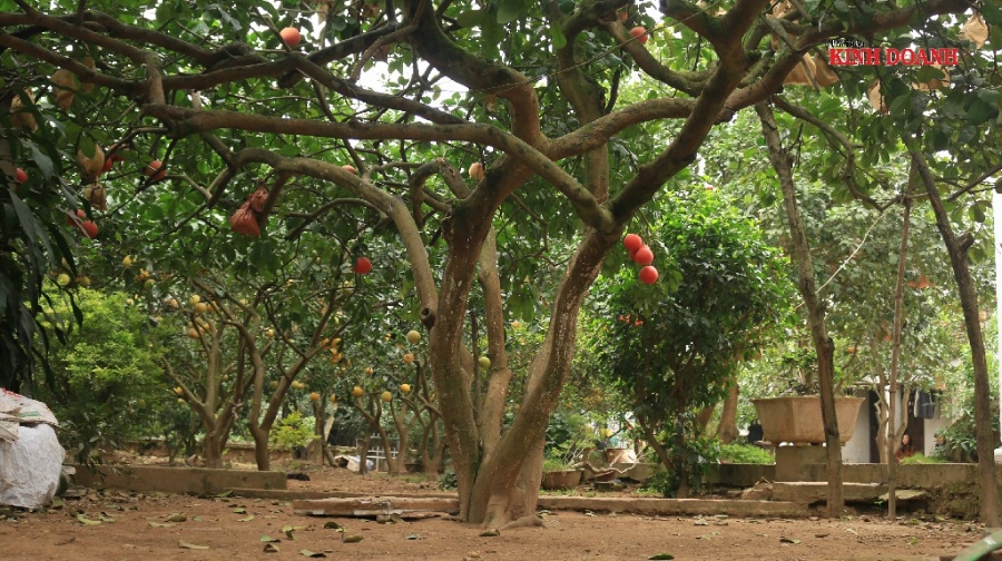 Cây bưởi tổ có tuổi đời 60 năm