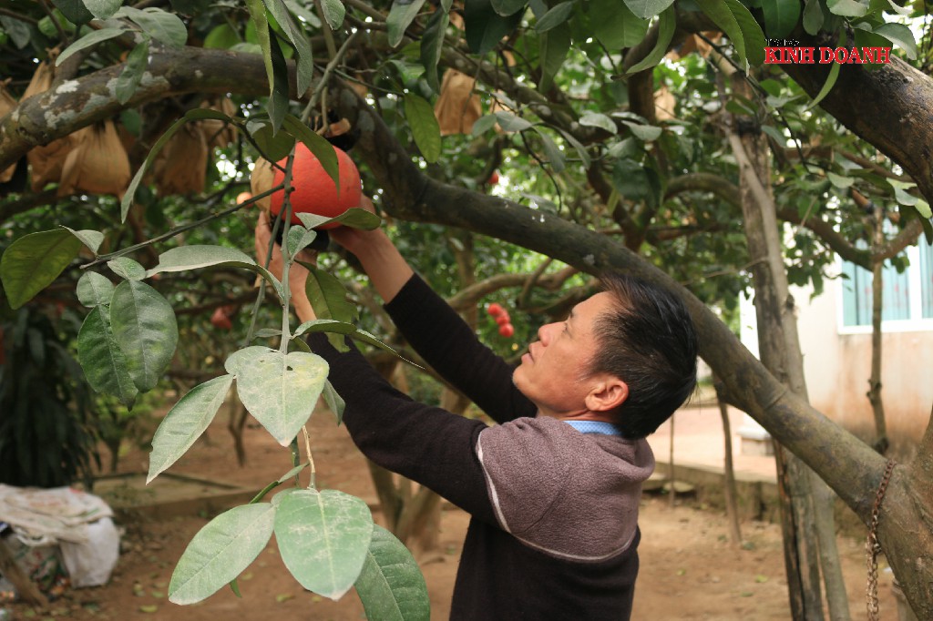 Ông Lương Văn Phương, chủ vườn đang chuẩn bị hàng cho khách miền Nam.