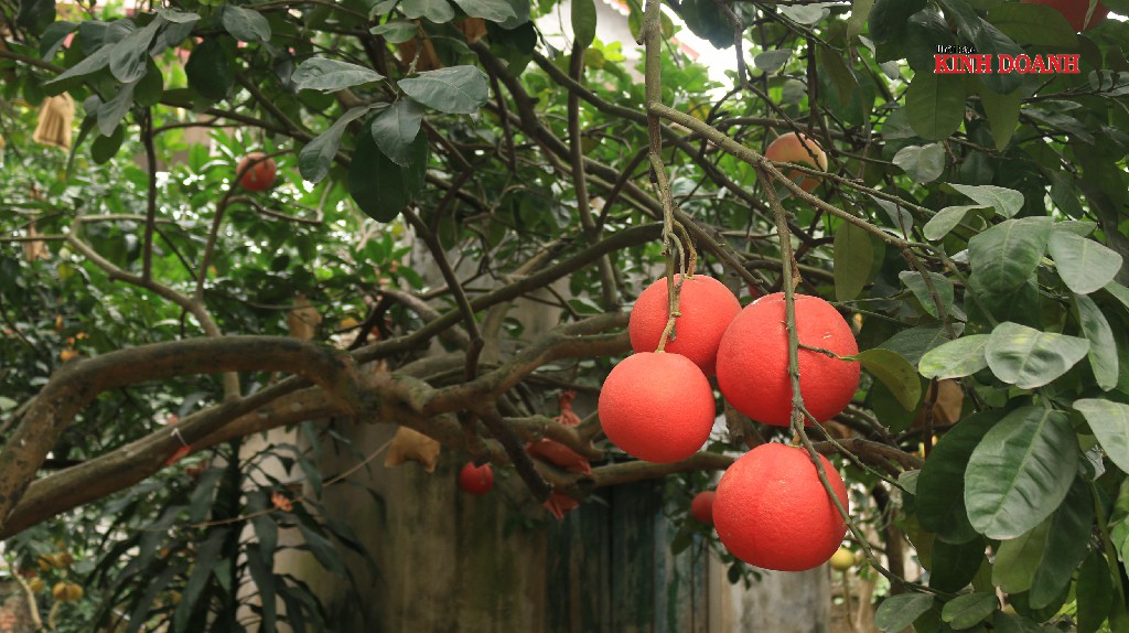 Khách hàng mua bưởi đỏ để thờ dịp Tết, mong tài lộc.